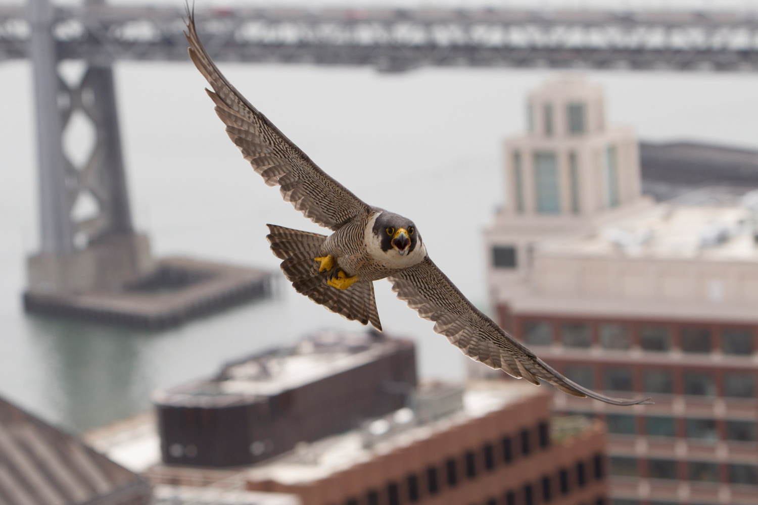 Peregrine Falcon photographed from 77 Beale, image courtesy PG&E