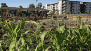 Agrihood Open Farm, image via John Stewart Company